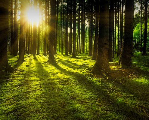 Bäume im Wald auf moosbewachsenem Waldboden mit Sonnenstrahlen