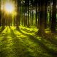 Bäume im Wald auf moosbewachsenem Waldboden mit Sonnenstrahlen