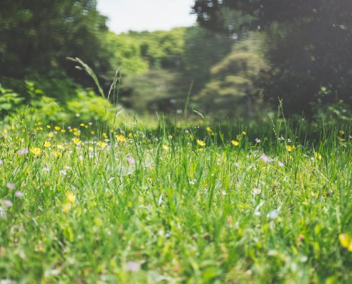 Grüne Blumenwiese